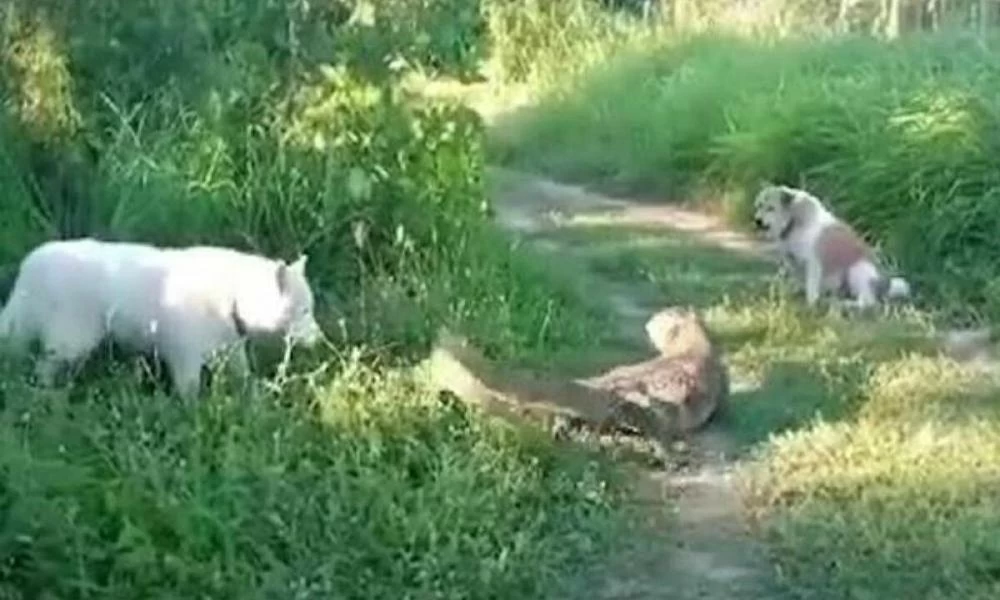 Σαύρα έριξε φάπα σε σκύλο επειδή ...της γάβγιζε